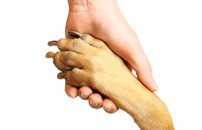 Mano humana sosteniendo con ternura la pata de un perro, símbolo de confianza y vínculo emocional entre mascota y cuidador.