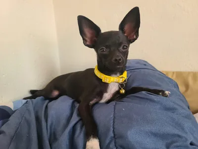 Chihuahua negro descansando sobre manta azul con collar amarillo, expresión alerta y postura relajada.