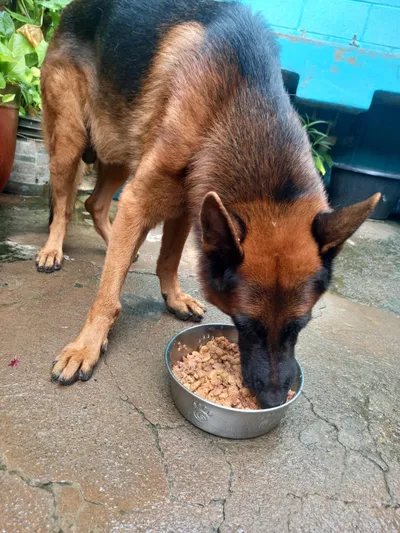 Pastor alemán comiendo alimento húmedo en plato metálico sobre patio de concreto mojado, rutina de alimentación canina.