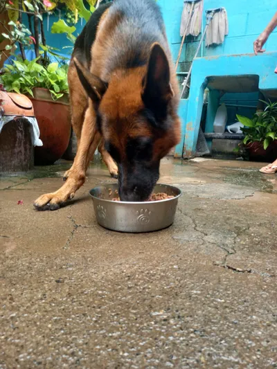 Pastor alemán comiendo alimento en plato metálico sobre patio húmedo, rodeado de plantas y textiles.