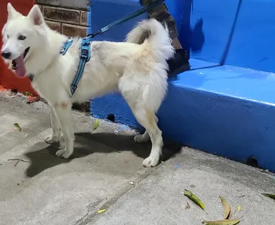 Perro blanco con arnés azul en paseo urbano, junto a pared colorida y hojas en la acera.