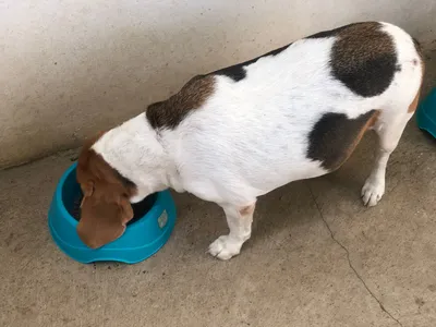 Perro blanco con manchas negras y marrones comiendo en plato azul sobre piso de concreto, rutina de alimentación canina.