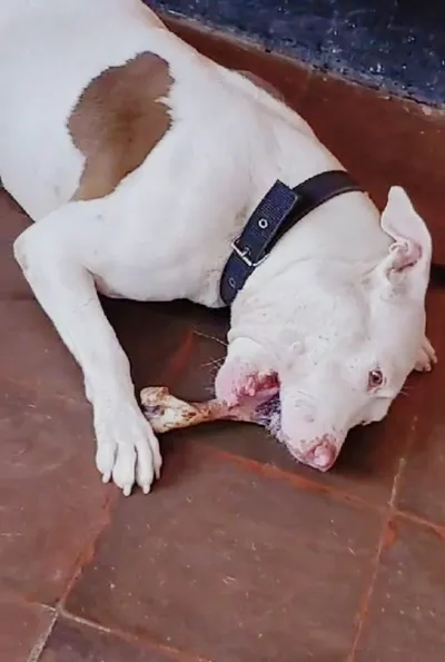 Perro blanco con mancha marrón masticando hueso natural sobre piso de cerámica, snack saludable para mascotas.