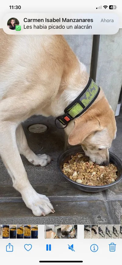 Perro claro comiendo mezcla de alimento seco y húmedo en plato negro sobre piso de cerámica.