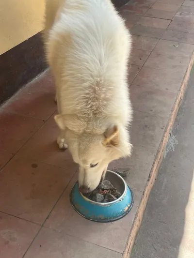 Perro blanco comiendo alimento natural en plato azul, comida saludable para mascotas en casa.