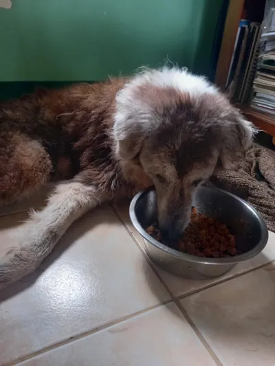 Perro de pelaje multicolor comiendo concentrado en plato metálico, rutina de alimentación saludable en casa.