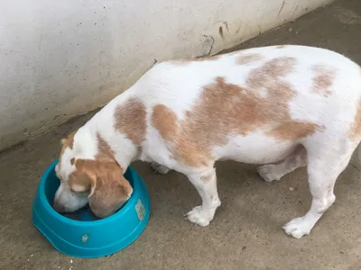 Perro blanco y beige comiendo alimento en plato azul decorado sobre piso de concreto, rutina diaria de mascotas.