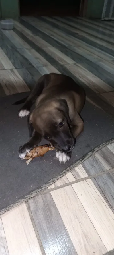 Perro joven masticando hueso sobre tapete oscuro en interior con piso tipo madera, momento relajado de mascota.
