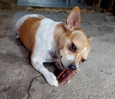 Perro pequeño masticando costilla natural sobre superficie rústica, momento de entretenimiento y cuidado dental.