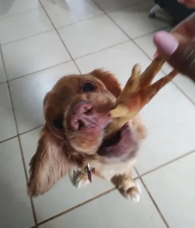 Perro pequeño marrón disfrutando premio natural de pata de pollo, snack saludable para mascotas.