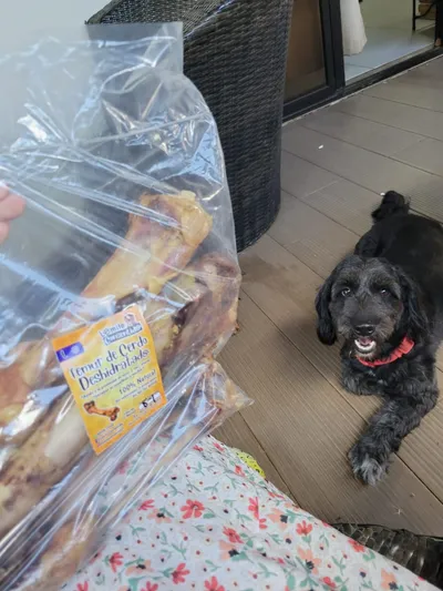 Perro negro con collar rojo observando bolsa de premios Canito Consentido en terraza con muebles de mimbre.