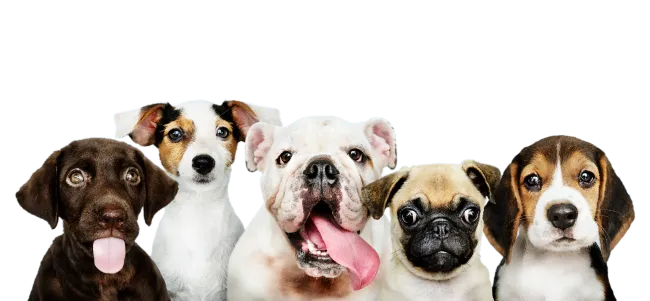 Cinco perros de distintas razas alineados sobre fondo transparente, imagen que celebra la diversidad canina.