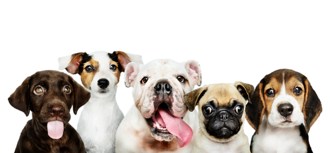 Mascota Lomito Consentido